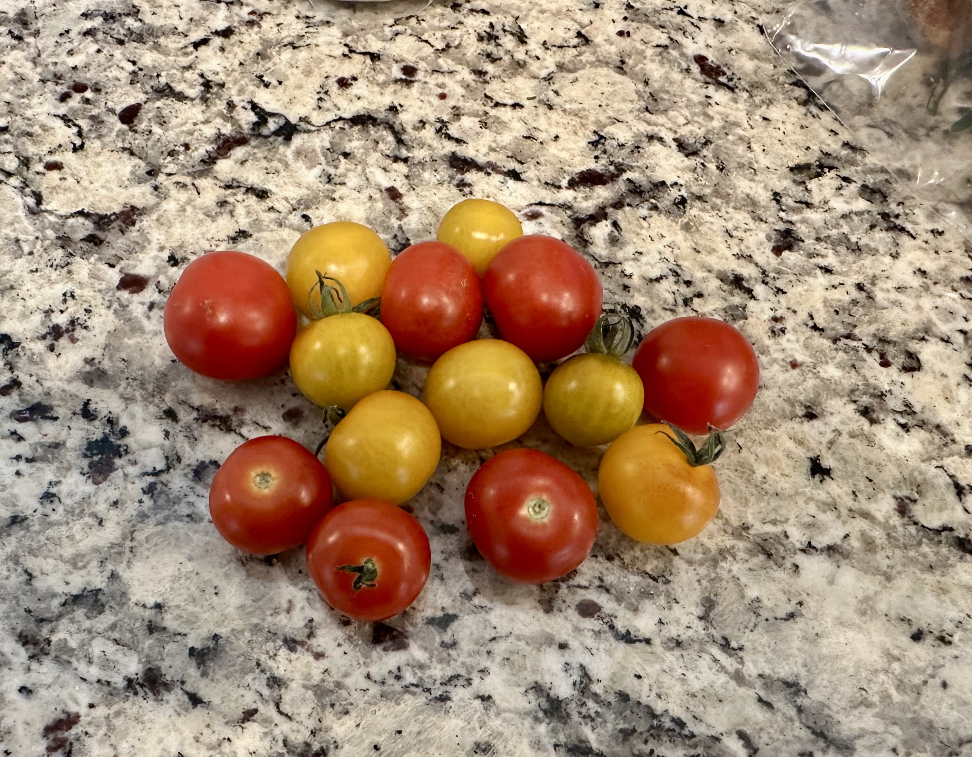 The Winter Tomato Experiment – A Pikes Peak Garden