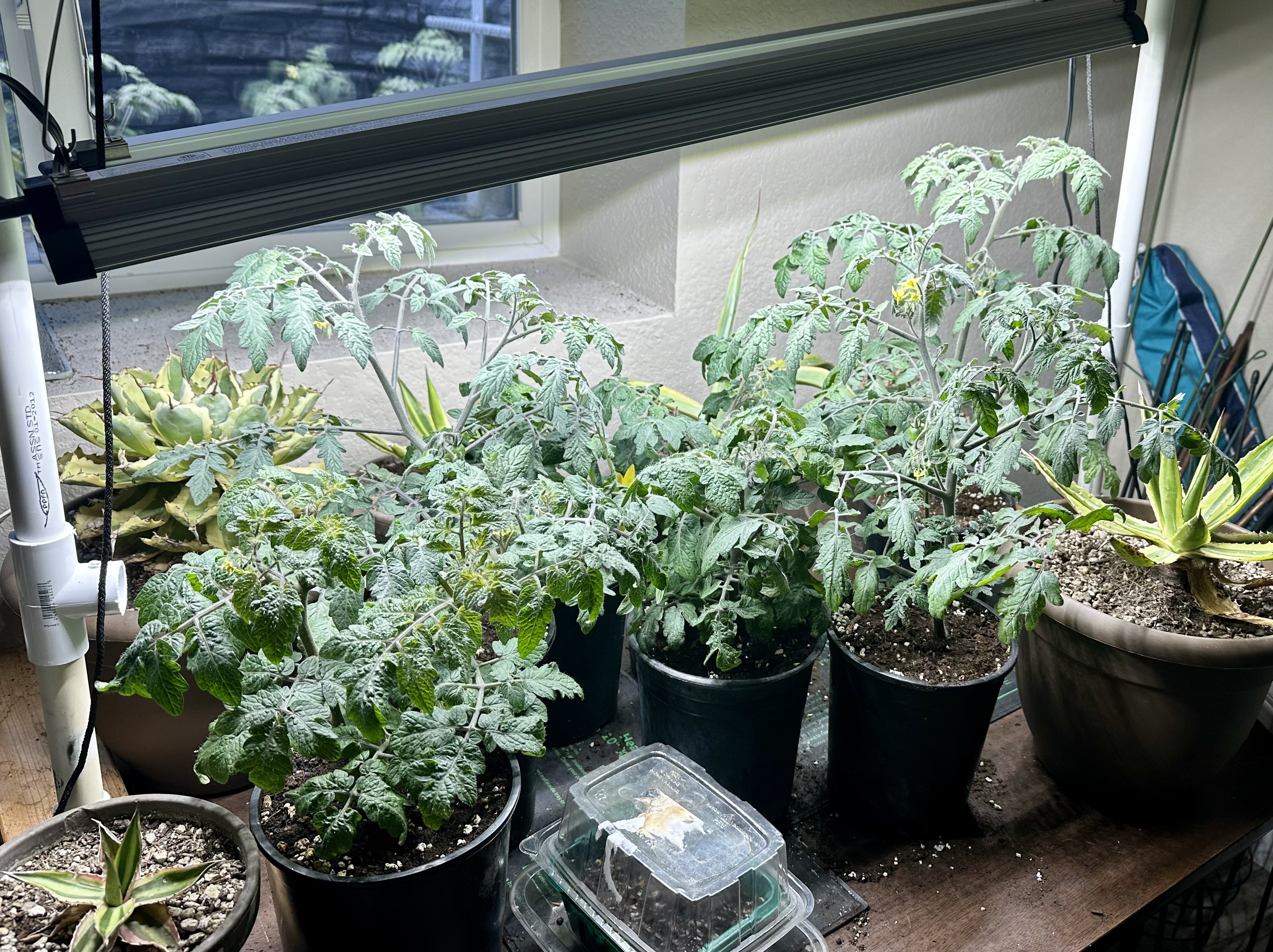 The Winter Tomato Experiment  A Pikes Peak Garden